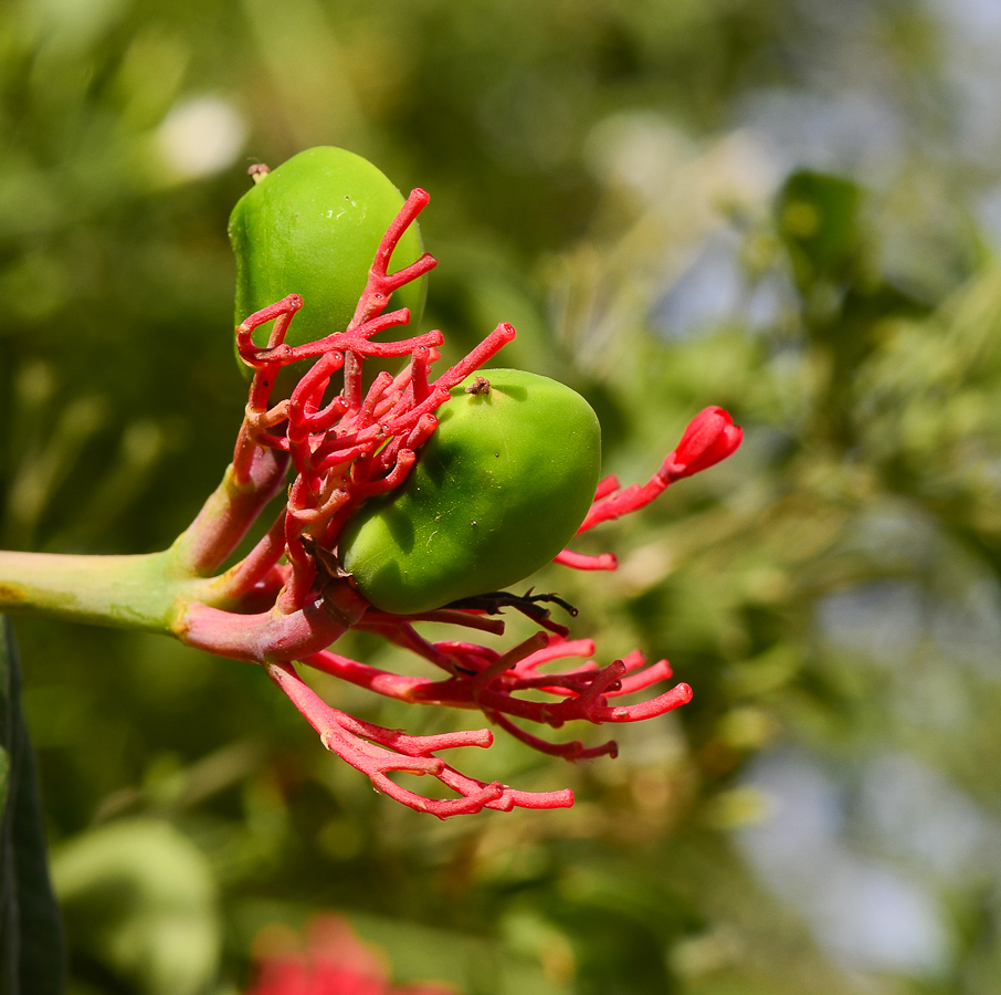 Image of Jatropha multifida specimen.