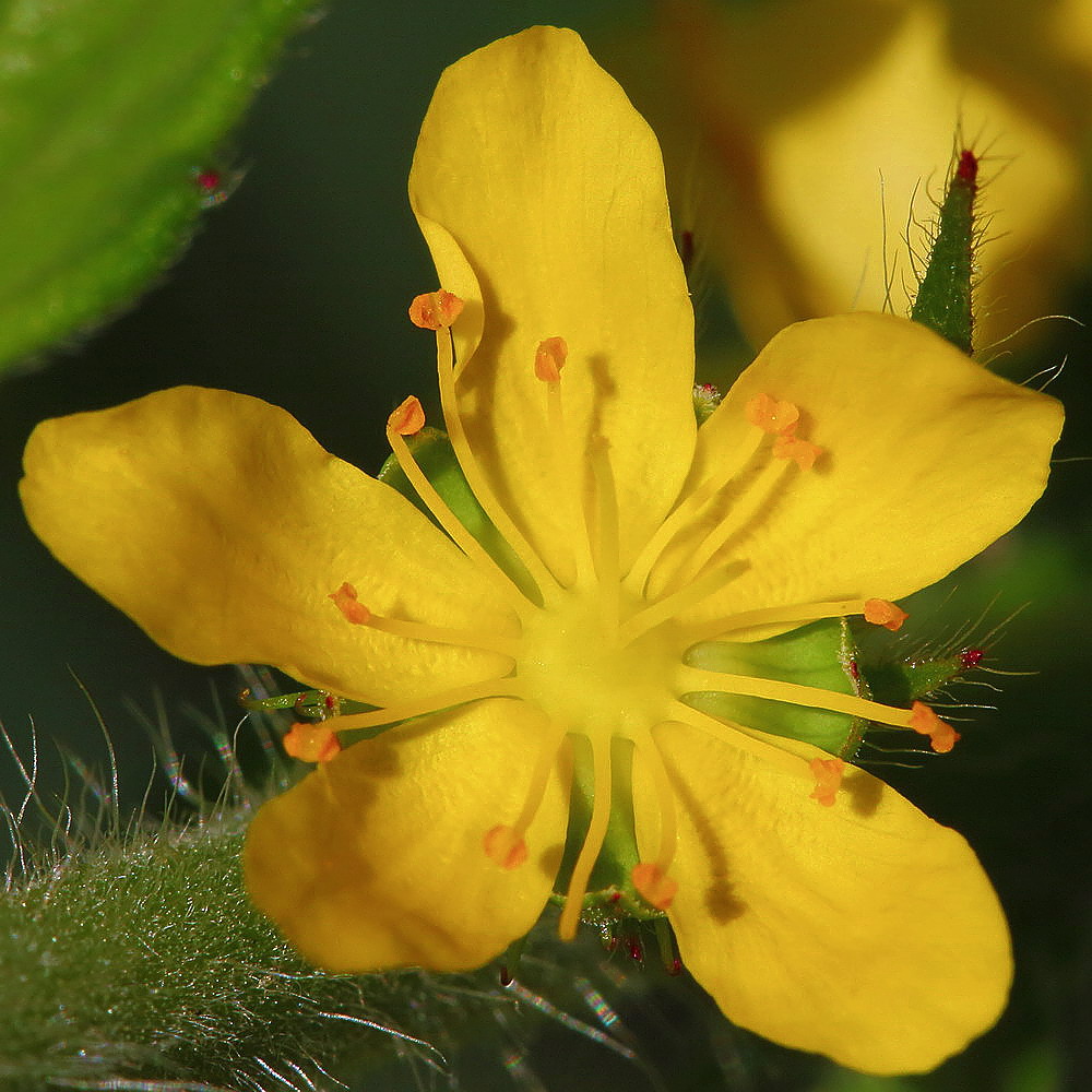 Изображение особи Agrimonia eupatoria.