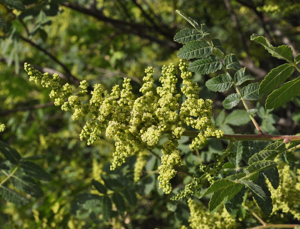 Image of Rhus coriaria specimen.