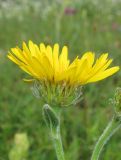 Inula oculus-christi. Соцветие. Крым, Долгоруковская яйла, луговая степь. 5 июля 2013 г.