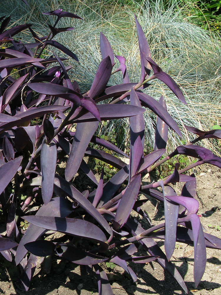 Image of Tradescantia pallida specimen.