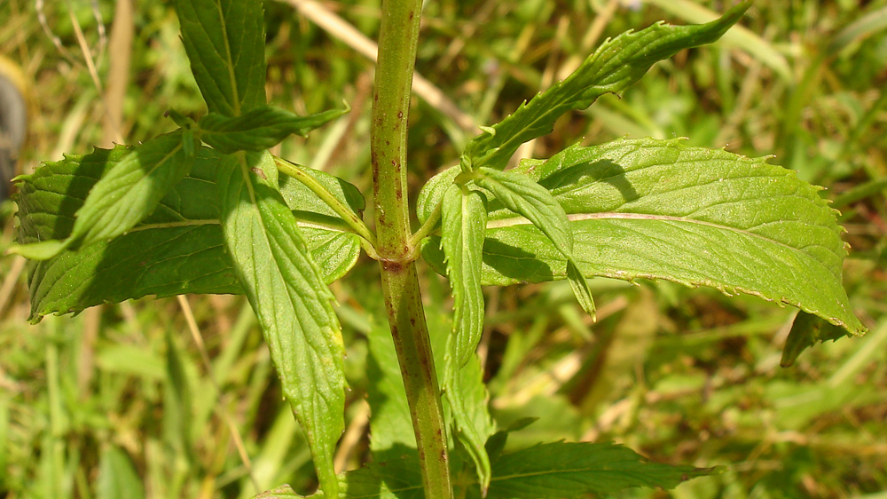 Image of Mentha spicata specimen.