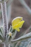 Phlomis bucharica