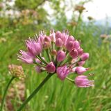 Allium lusitanicum