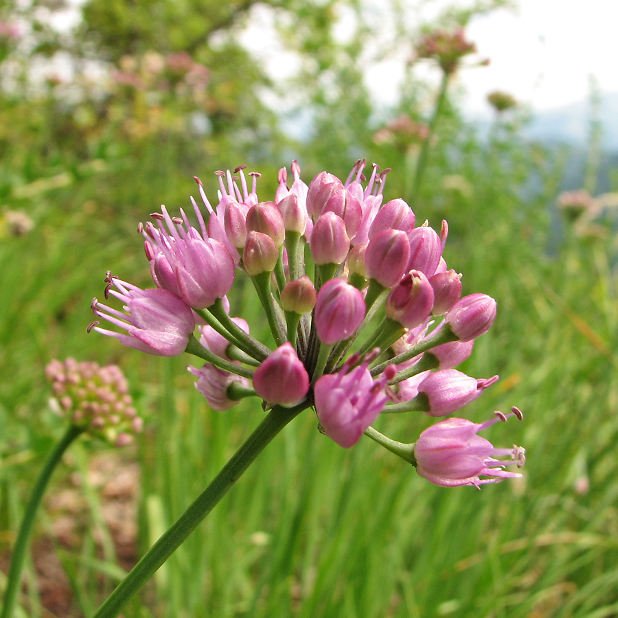 Image of Allium lusitanicum specimen.