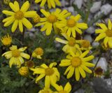 Senecio squalidus