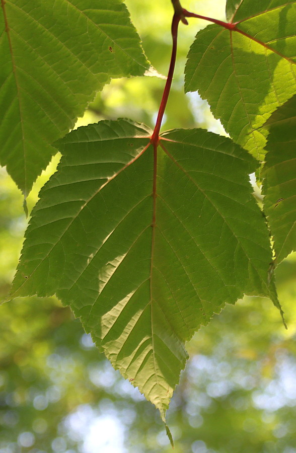 Image of Acer capillipes specimen.