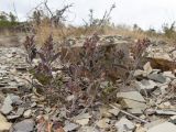 Teucrium chamaedrys. Плодоносящее растение. Краснодарский край, г. Новороссийск, ур. Широкая Балка, прибрежная гора, можжевеловое редколесье. 25.08.2013.