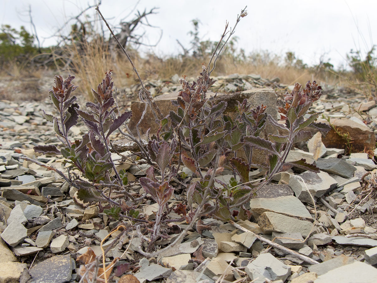 Изображение особи Teucrium chamaedrys.