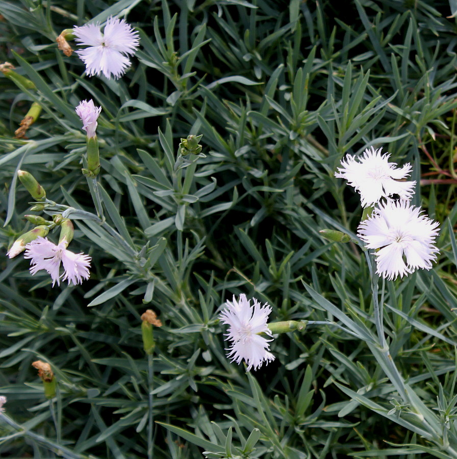 Image of Dianthus gratianopolitanus specimen.