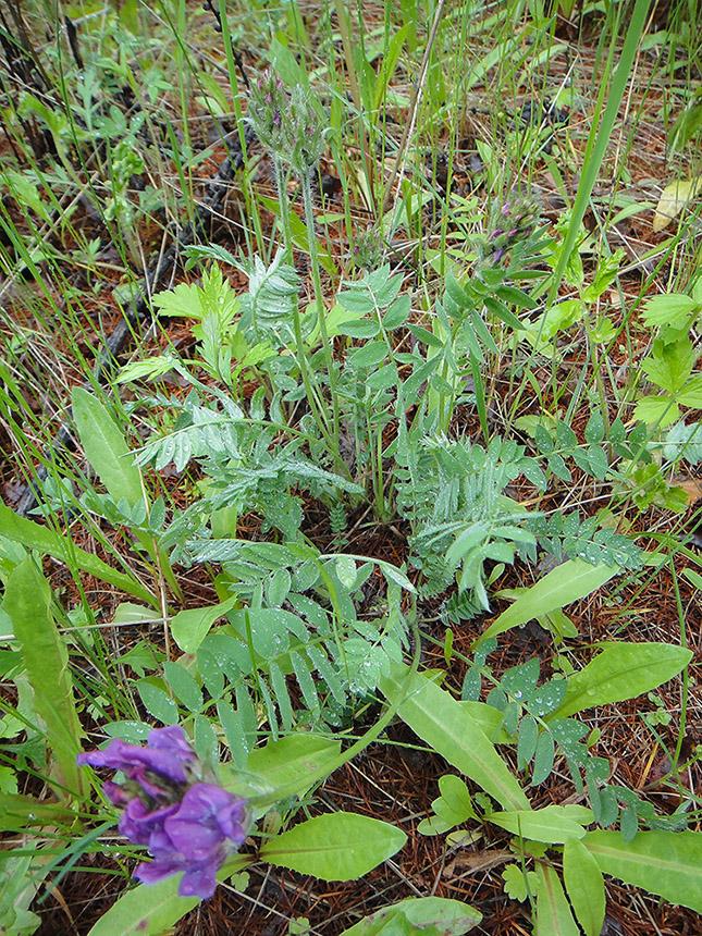 Изображение особи Oxytropis strobilacea.