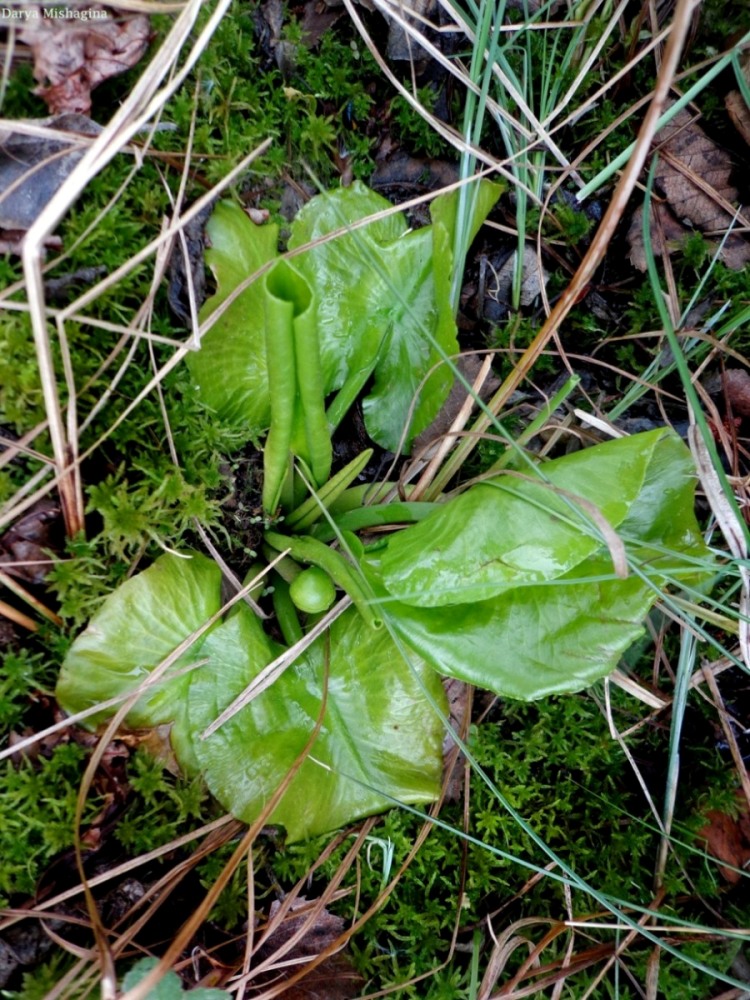 Image of Nuphar lutea specimen.