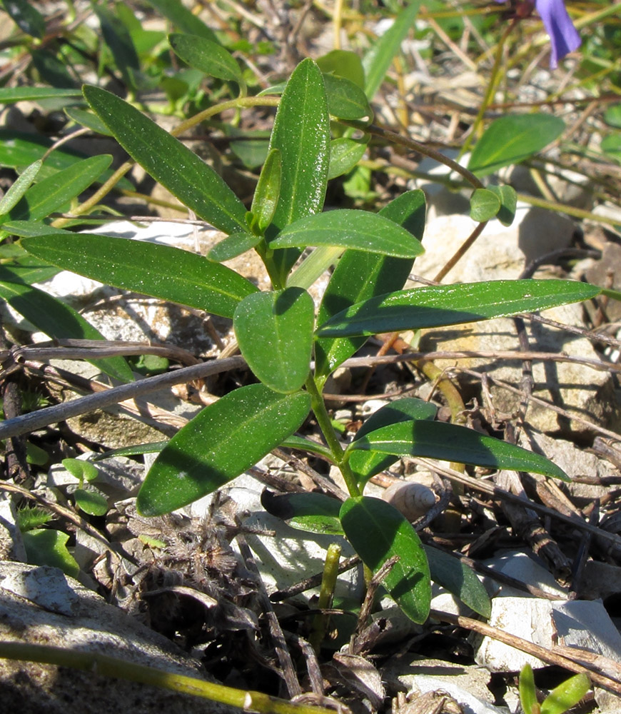 Изображение особи Vinca herbacea.