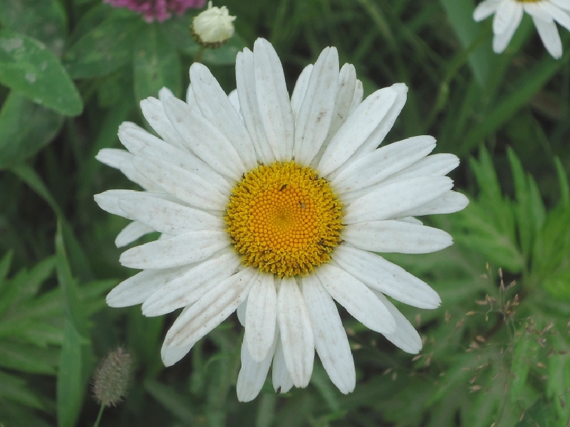 Image of Leucanthemum vulgare specimen.