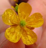 genus Ranunculus. Цветок. Беларусь, Гродненская обл., г. Новогрудок. 09.11.2013.