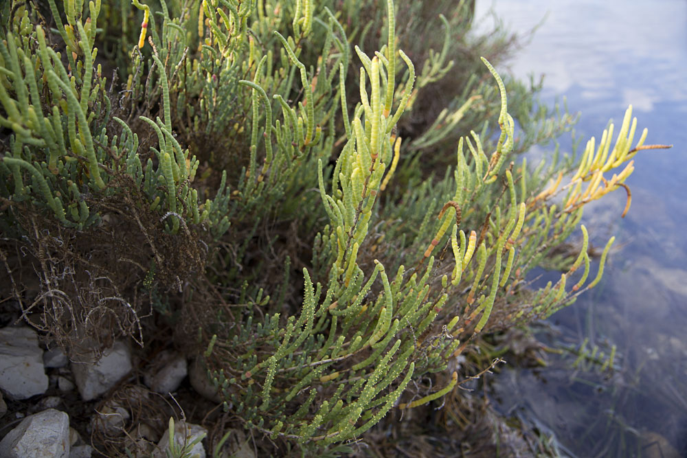 Image of Arthrocnemum macrostachyum specimen.
