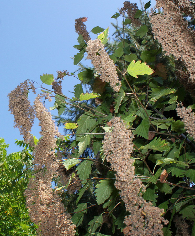 Image of Xanthorhiza simplicissima specimen.
