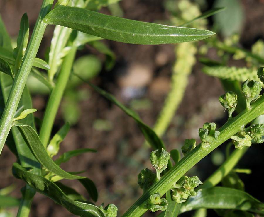 Изображение особи Reseda luteola.