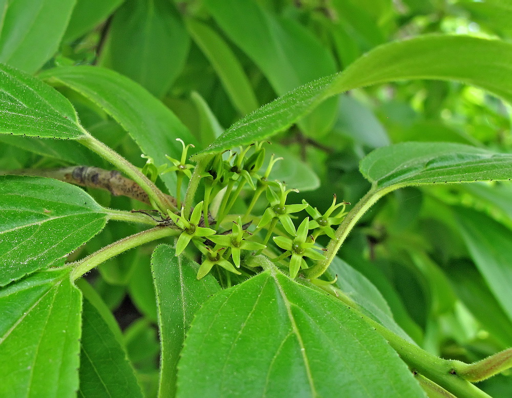 Изображение особи Rhamnus ussuriensis.