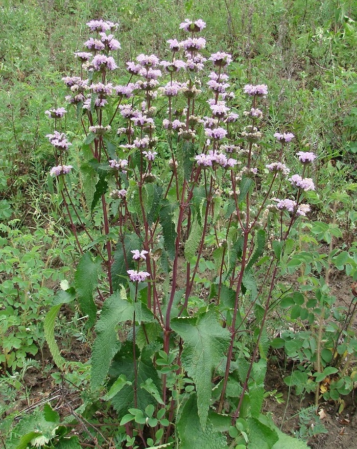 Image of Phlomoides tuberosa specimen.
