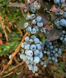 Mahonia aquifolium. Соплодия. Германия, г. Хаген. Декабрь 2013 г.