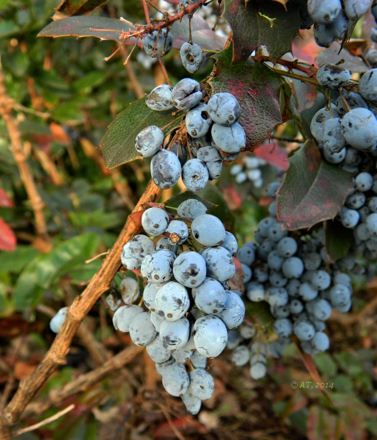 Image of Mahonia aquifolium specimen.