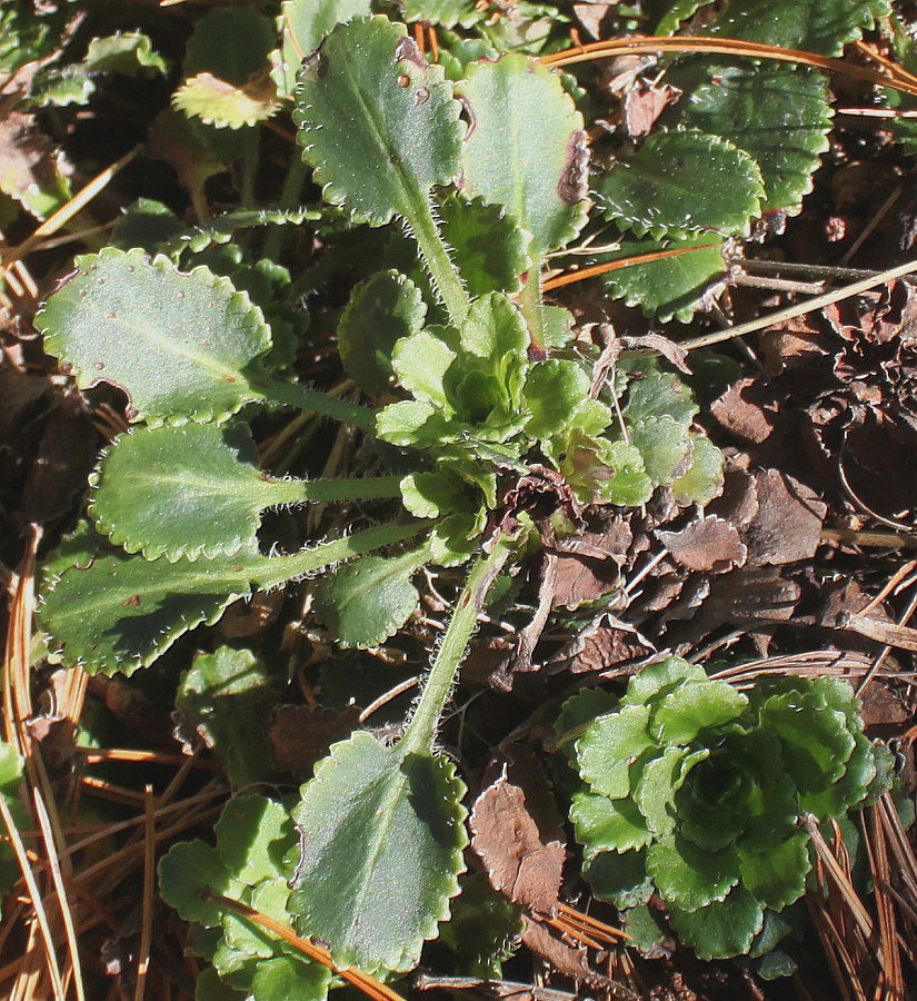 Изображение особи Saxifraga umbrosa.