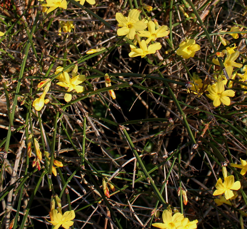 Image of Jasminum nudiflorum specimen.