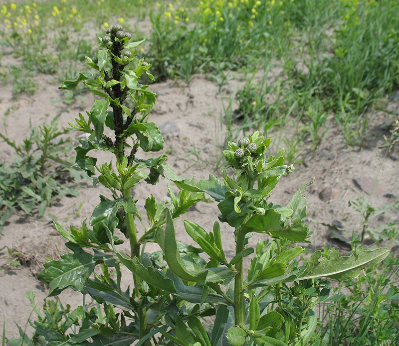 Image of Cirsium arvense specimen.