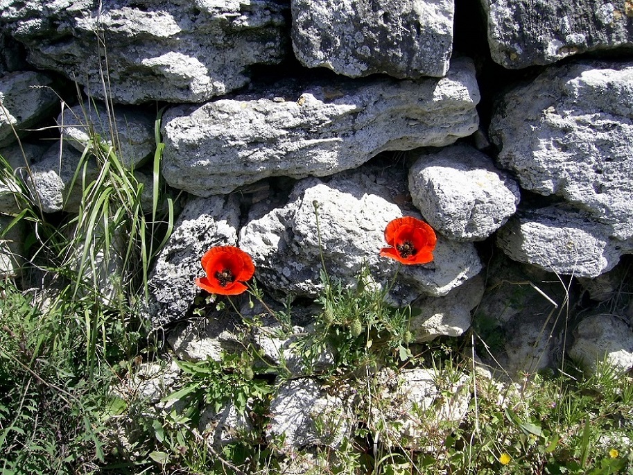 Изображение особи Papaver rhoeas.