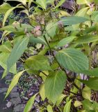 Hydrangea macrophylla. Верхушка веточки отцветшего растения. Германия г. Хаген, в озеленении. Декабрь 2013 г.