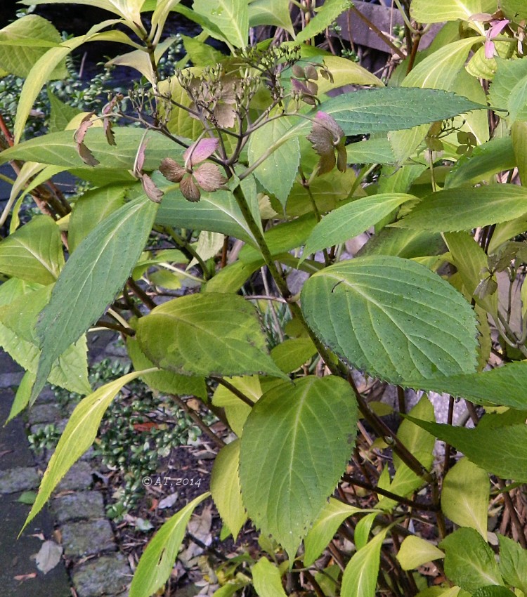 Image of Hydrangea macrophylla specimen.