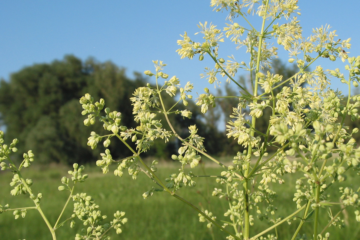 Image of Thalictrum flavum specimen.