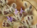 Salvia deserti. Часть побега с цветками. Израиль, южный Негев. 29.03.2014.