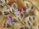 Salvia deserti. Часть побега с цветками. Израиль, южный Негев. 29.03.2014.