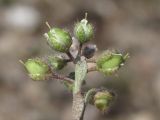 Alyssum smyrnaeum. Соплодие. ЮЗ Крым, окр. с. Резервное. 16.04.2014.
