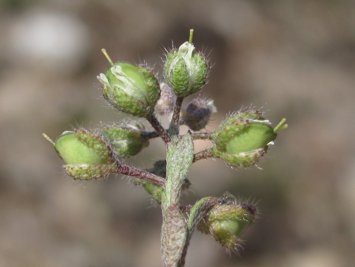 Image of Alyssum smyrnaeum specimen.