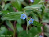 Omphalodes scorpioides. Верхушка цветущего побега. Украина, Киев, заказник \"Лесники\", низинная часть, дубово-ясенёво-грабовый влажный лес. 6 апреля 2014 г.