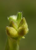Buglossoides arvensis