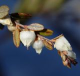 Chamaedaphne calyculata. Верхушка соцветия. Ленинградская обл., Нижне-Свирский заповедник, верховое болото. 02.05.2014.