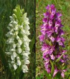 Dactylorhiza incarnata. Соцветия (различные варианты окраски цветков в пределах одной популяции). Нидерланды, Северное море, остров Схирмонниког, влажная ложбина между приморскими дюнами. Июнь 2007 г.