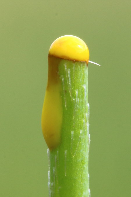 Изображение особи Papaver stevenianum.