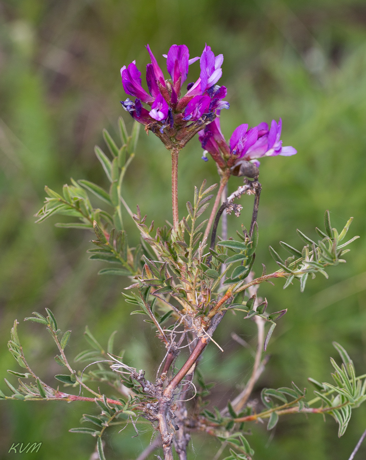 Image of Astragalus austroaltaicus specimen.