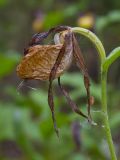 Cypripedium calceolus