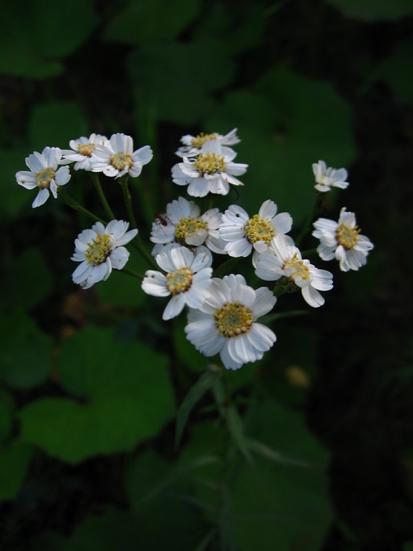 Изображение особи Achillea ptarmica.