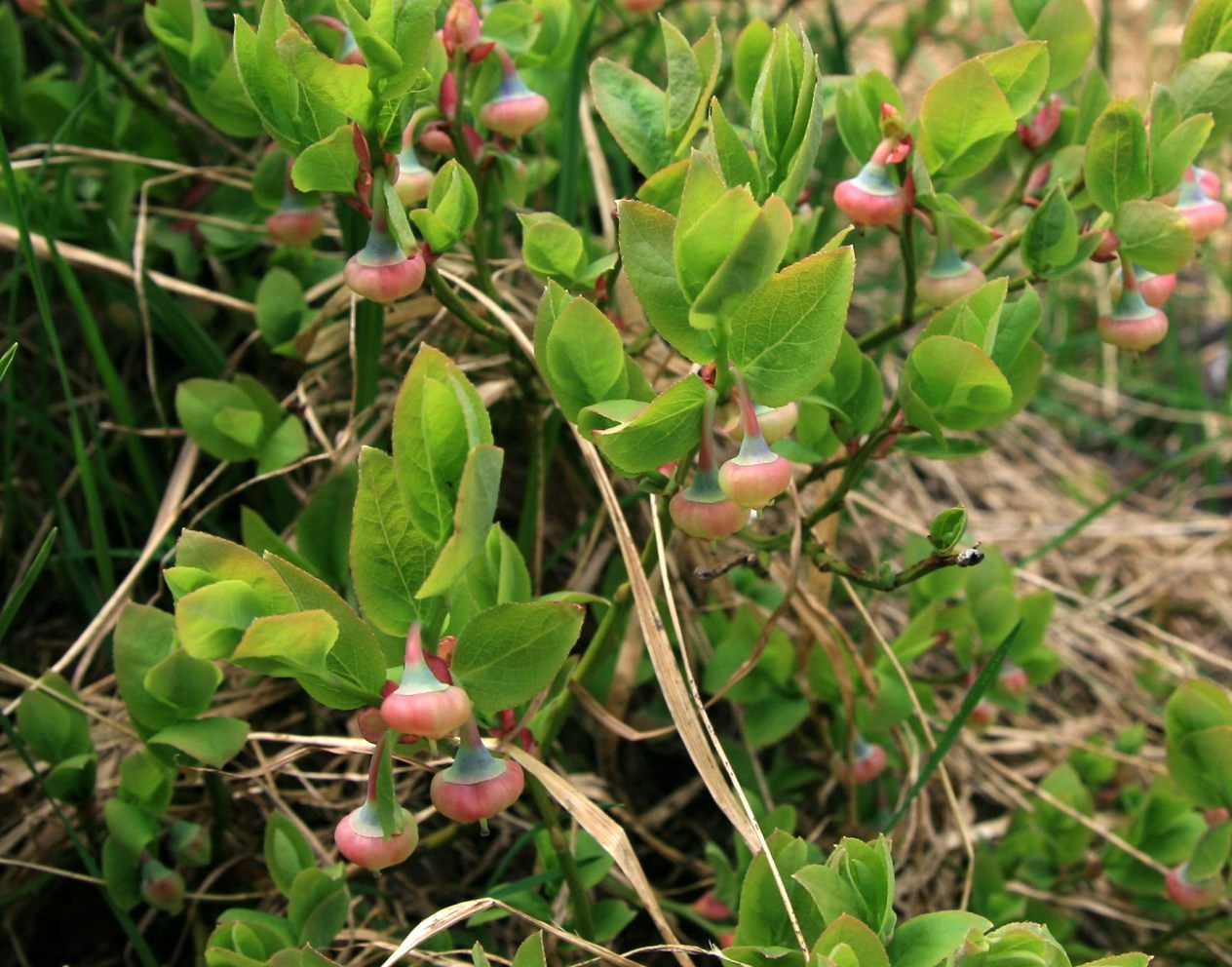 Image of Vaccinium myrtillus specimen.