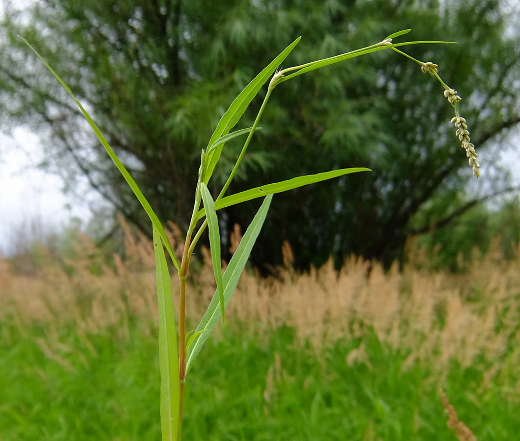 Image of Persicaria sungareensis specimen.