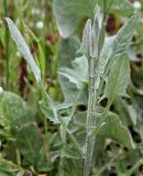 Centaurea solstitialis