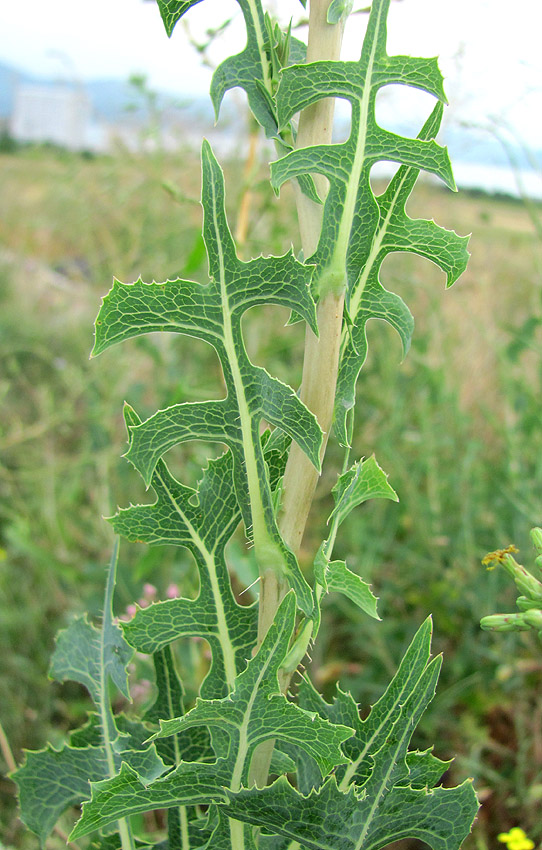 Изображение особи Lactuca serriola.