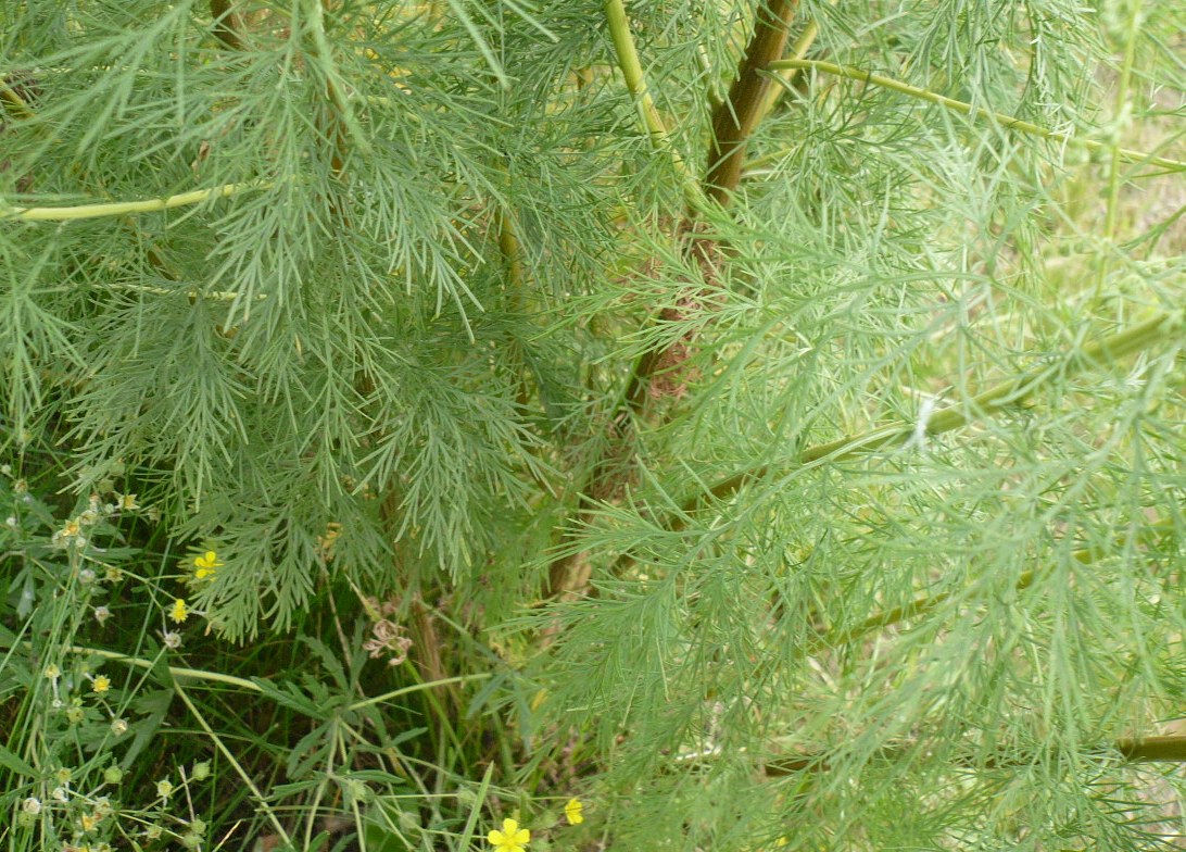 Image of genus Artemisia specimen.